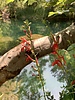 photo thumbnail #9