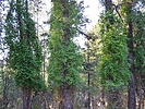 photo thumbnail #12