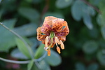 photo thumbnail #5
