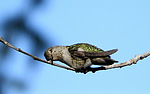 photo thumbnail #6
