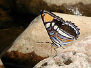 photo thumbnail #11