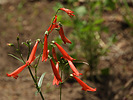 2020-08-12 :2: Chevelon Creek - Larson Ridge Route :: outdoor_lover