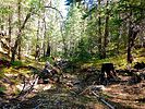 2020-08-14 :1: Upper Miller Canyon :: kingsnake