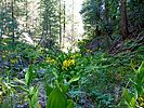 2020-08-14 :1: Upper Miller Canyon :: kingsnake