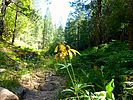 2020-08-14 :1: Upper Miller Canyon :: kingsnake