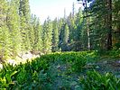 2020-08-14 :1: Upper Miller Canyon :: kingsnake