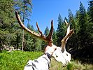 2020-08-14 :1: Upper Miller Canyon :: kingsnake
