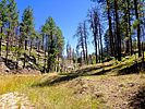 2020-08-14 :1: Upper Miller Canyon :: kingsnake