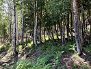 photo thumbnail #10