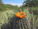 photo thumbnail #5