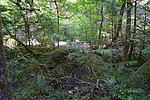 photo thumbnail #12