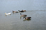 photo thumbnail #2