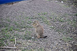 photo thumbnail #3
