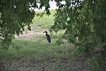 photo thumbnail #5