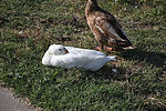 photo thumbnail #9