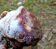 photo thumbnail #10