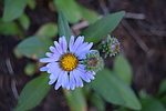 photo thumbnail #15