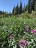 2020-08-30 Thompson Trail #629 :: jillyonanadventure