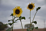 photo thumbnail #9
