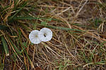 photo thumbnail #13