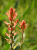 2020-08-28 Thompson Trail #629 :: outdoor_lover