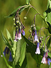 2020-08-28 Thompson Trail #629 :: outdoor_lover