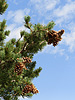 2020-08-29 Antelope Mountain :: outdoor_lover