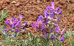 2020-08-29 Antelope Mountain :: outdoor_lover