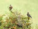 2020-08-29 :2: Antelope Mountain :: outdoor_lover
