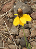 2020-08-29 Antelope Mountain :: outdoor_lover