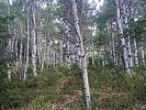 recent photo