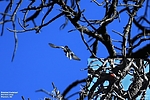 photo thumbnail #6