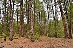 photo thumbnail #4