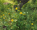 photo thumbnail #5