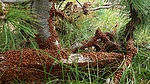 photo thumbnail #8