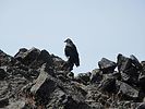 2020-09-16 :2: Humphreys via Inner Basin :: DixieFlyer