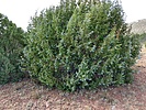 2020-09-19 :1: Oaks and Willows - Juniper Mesa - Bull Spring :: rayhuston