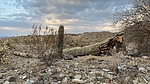 photo thumbnail #3