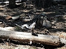 2020-09-25 :1: Derrick - Horton Loop Arizona :: rayhuston