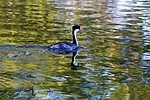 2020-09-26 :2: Anthem Community Park :: rrshort