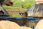 photo thumbnail #14