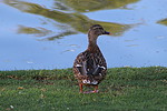 photo thumbnail #15