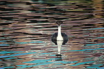 2020-09-26 :2: Anthem Community Park :: rrshort