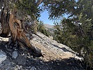 2020-09-26 :1: Charleston Peak from Trail Canyon :: John9L