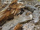 photo thumbnail #12