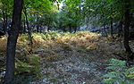 photo thumbnail #3