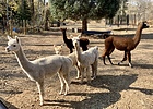 photo thumbnail #3