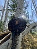 photo thumbnail #11