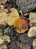photo thumbnail #11