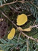 photo thumbnail #12